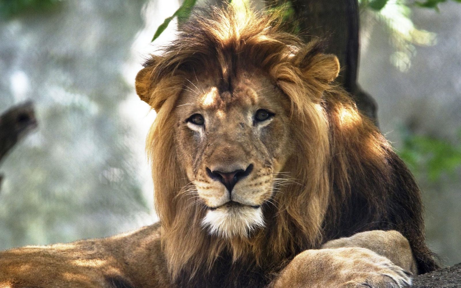 Lion