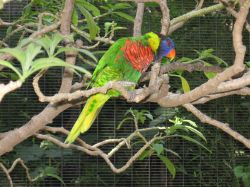 I cannot remember the name of this bird