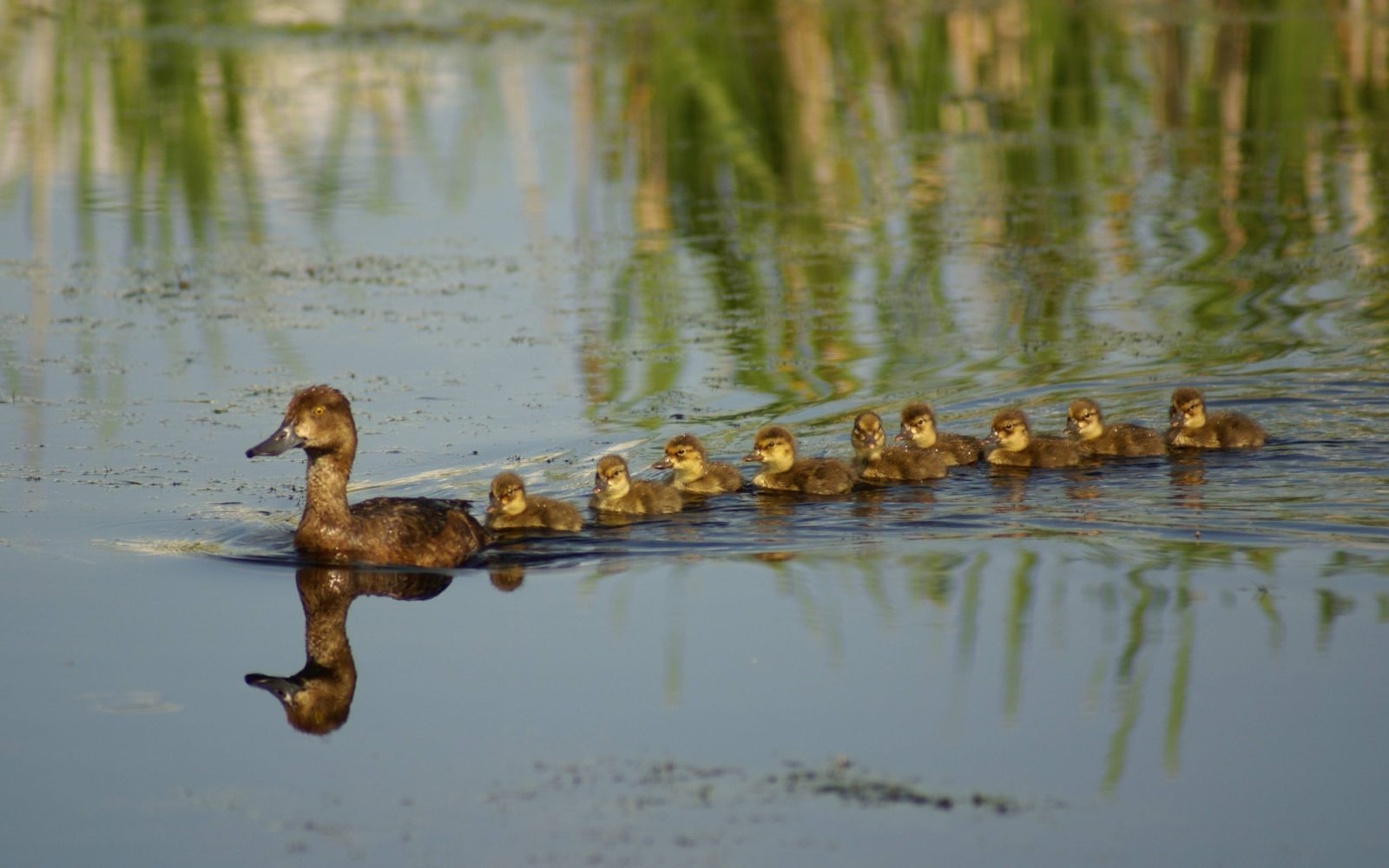 Follow the Leader