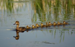 Follow the Leader