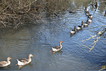 Follow the Leader