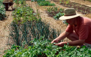 Man working in garden
