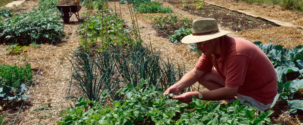 Man working in garden