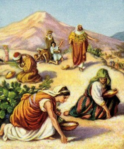 Gathering Manna