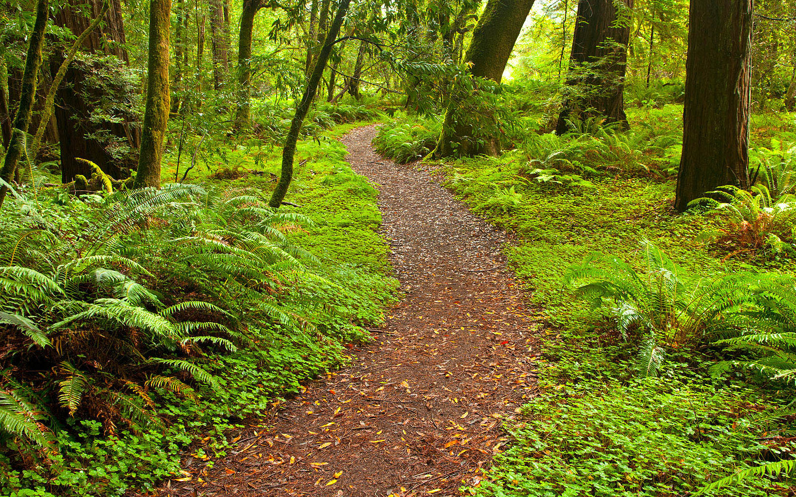 Path in the woods