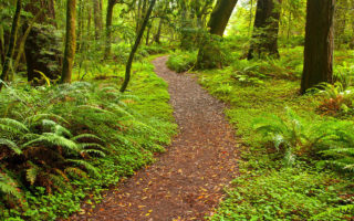 Path in the woods