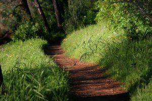 A Path in the Woods