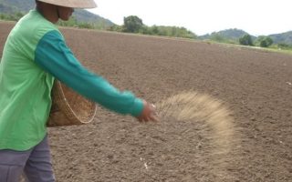 Sowing seed