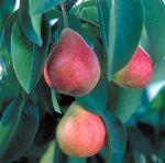Tree and fruit